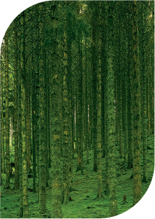 Responsible Sourcing